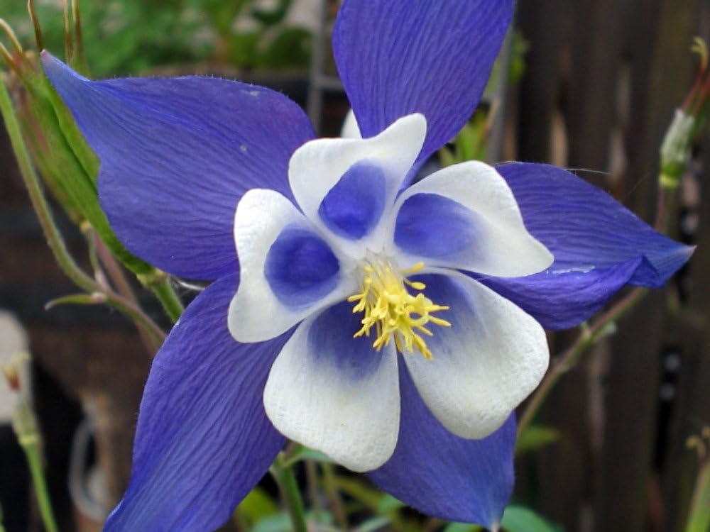 Columbine Flower Seeds Heirloom Non GMO Planting - 100 - Flower for planting in home garden
